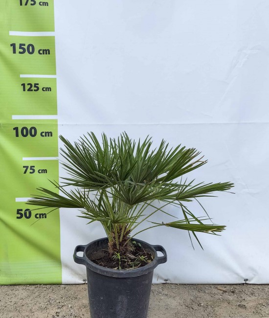Palmier Chamaerops Humilis ghiveci 25 litri