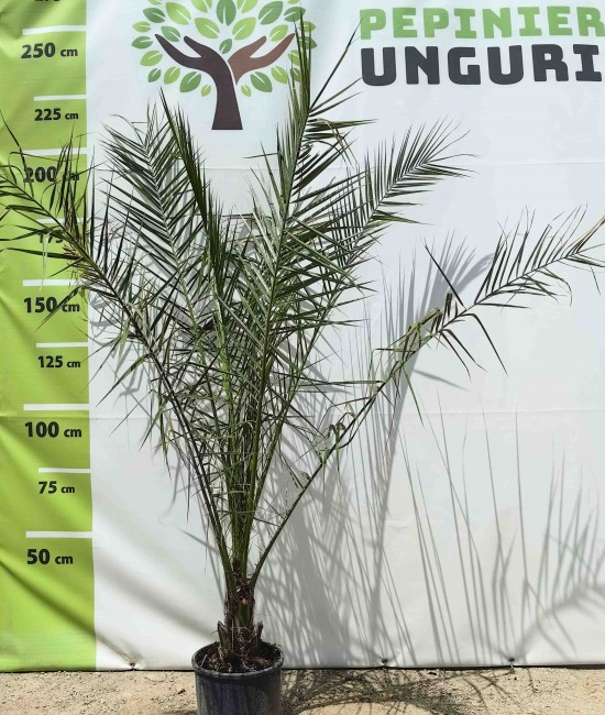 Palmier  Phoenix Canariensis 1.6-1.8 m