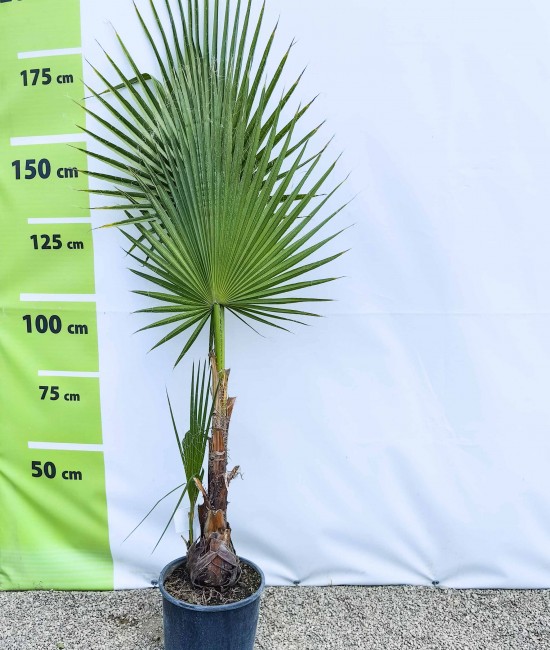 Palmier Washingtonia 1.50-1.70 M