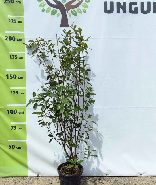 Photinia Red Robin ghiveci 32