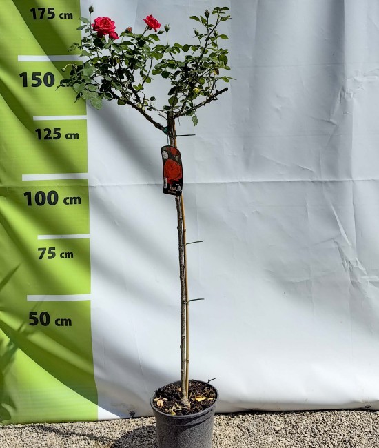 Trandafir tip pomisor rosu 1.2-1.4 m