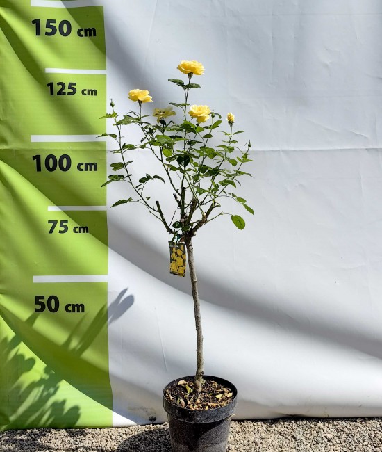 Trandafir tip pomisor galben 90 - 100 cm