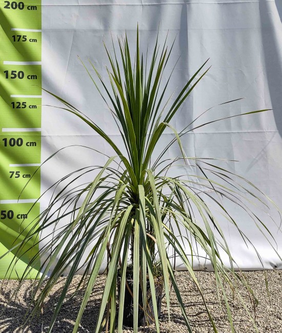 Dracena Cordyline ghiveci 24