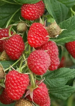 Zmeura Polka (radacina nuda)