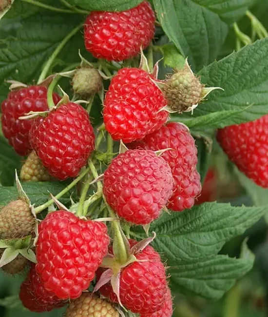 Zmeura Polka (radacina nuda)