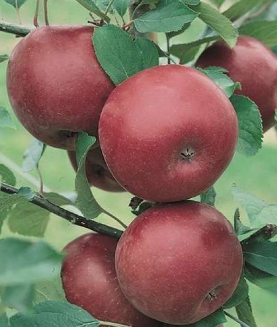 Mar Ruggine (radacina nuda)