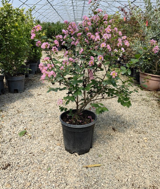 Lagerstroemia roz (Liliac indian)