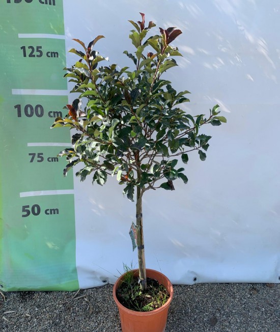 Photinia Red Robin pe tija - 1m