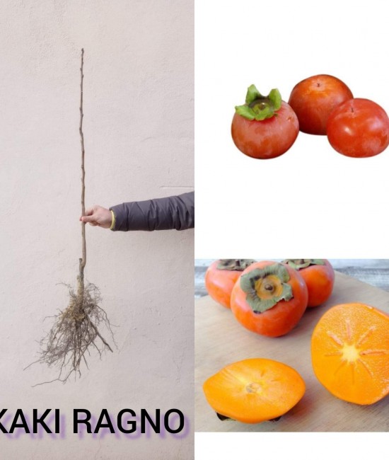 Kaki Ragno (radacina nuda)