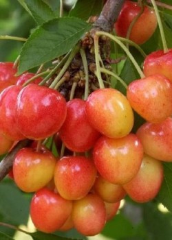 Cires Napoleon (radacina nuda)