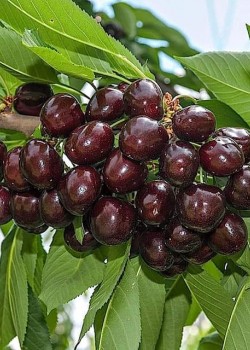 Cires Durone Negru (radacina nuda)
