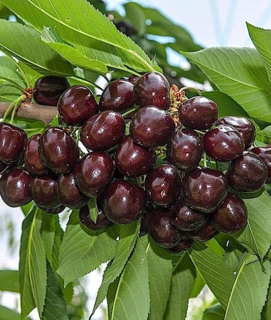 Cires Durone Negru (radacina nuda)