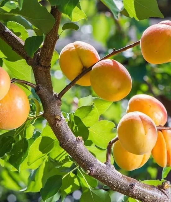 Cais Portici(radacina nuda) Cais Portici(radacina nuda)