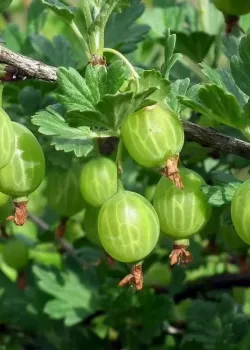 Agris verde (radacina nuda)