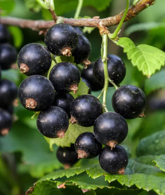 Coacaz negru (radacina nuda)