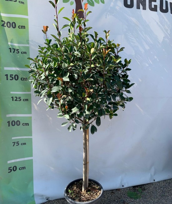 Photinia Red Robin pe tija 1.5m - 1.7m