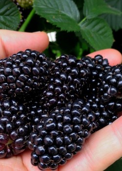 Mur Thornfree (radacina nuda)