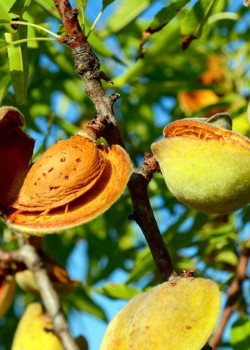 Migdal Tuono (radacina nuda)