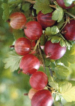 Agris rosu (radacina nuda)