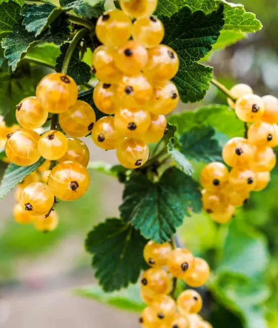 Coacaz alb (radacina nuda) Coacaz alb (radacina nuda)