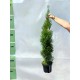 Tuia smaragd ghiveci 70-90 cm