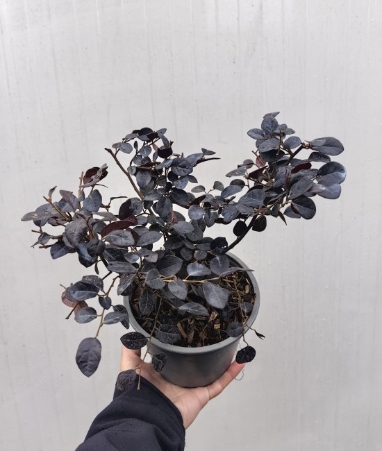 Loropetalum Black Pearl