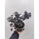 Loropetalum Black Pearl