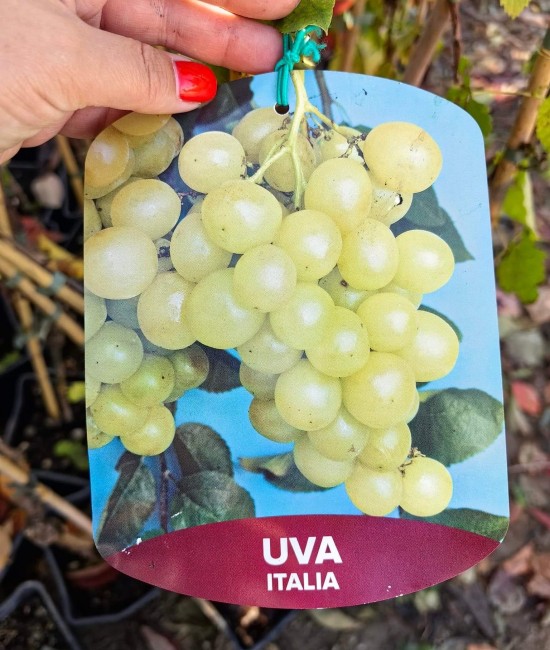Vita de vie (soi de masa) Italia