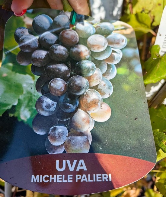 Vita de vie (soi de masa) Michele Palieri