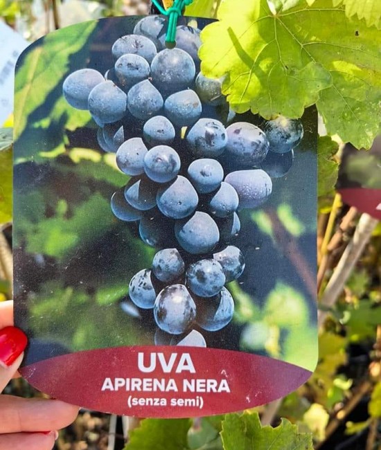 Vita de vie (soi de masa) Apirena Neagra