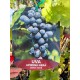 Vita de vie (soi de masa) Apirena Neagra