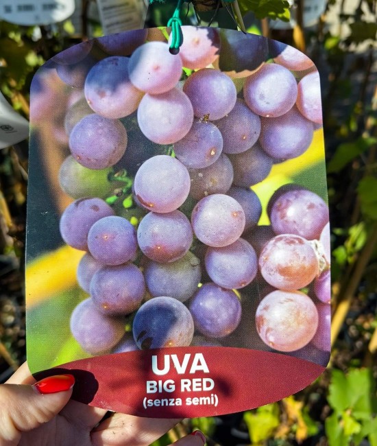Vita de vie (soi de masa apiren) Big Red