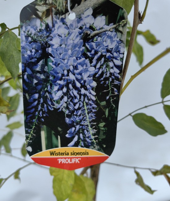 Glicina (Wisteria sinensis Prolific )