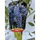 Glicina (Wisteria sinensis Prolific )