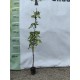 Glicina (wisteria frutescens )