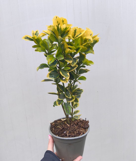 Evonimus aurea (Salba japoneza)