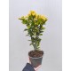 Evonimus aurea (Salba japoneza)