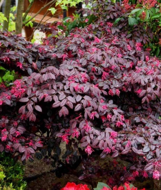 Loropetalum Black Pearl