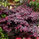 Loropetalum Black Pearl