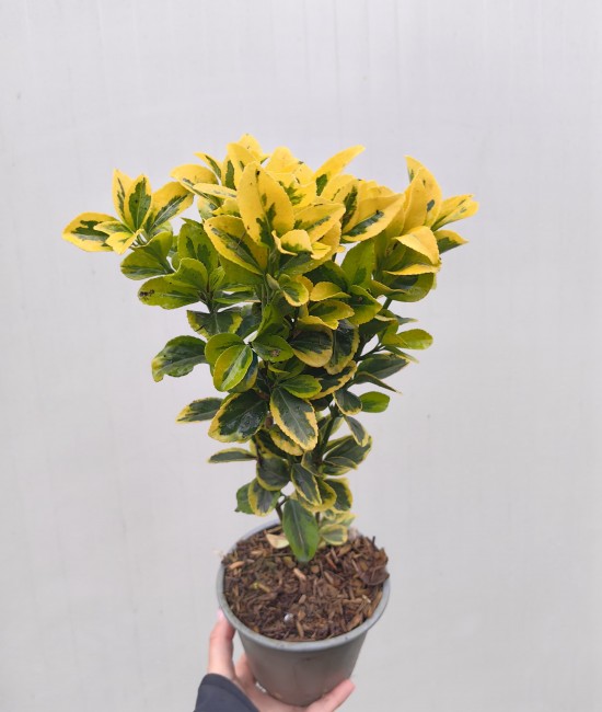 Evonimus aurea (Salba japoneza)
