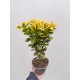 Evonimus aurea (Salba japoneza)