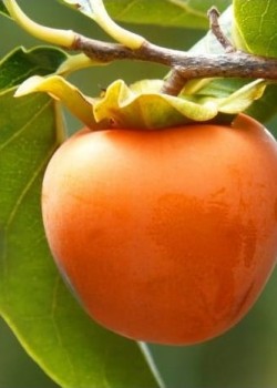 Kaki Tipo pe rod  (radacina nuda)