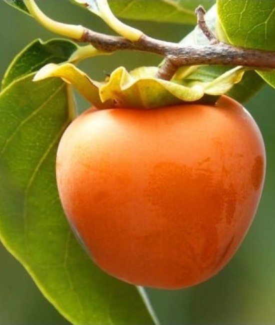 Kaki Tipo pe rod  (radacina nuda)