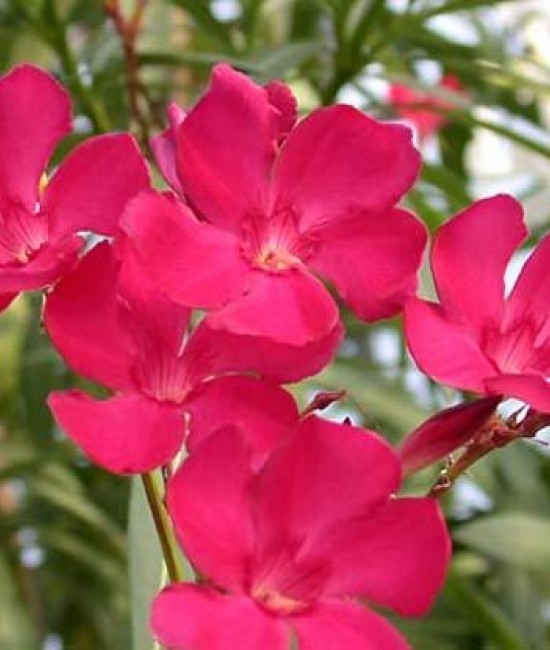 Leandru ciclamino Leandru ciclamino