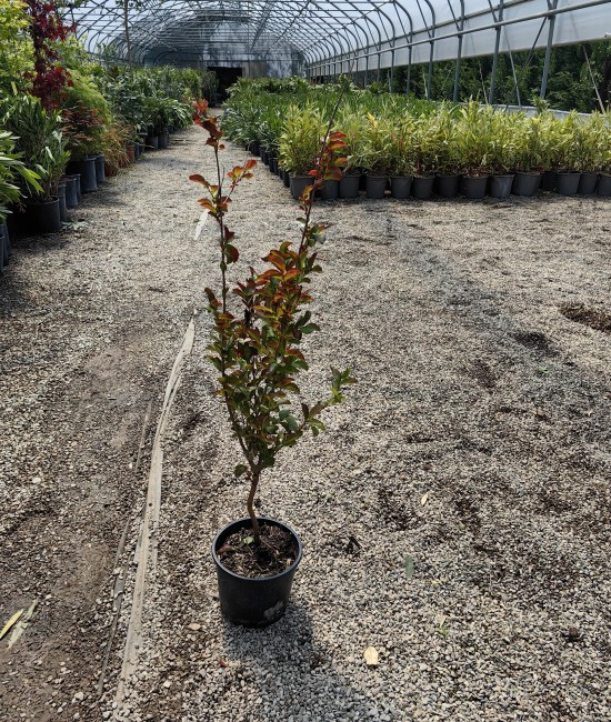 Lagerstroemia rosie (Liliac indian)