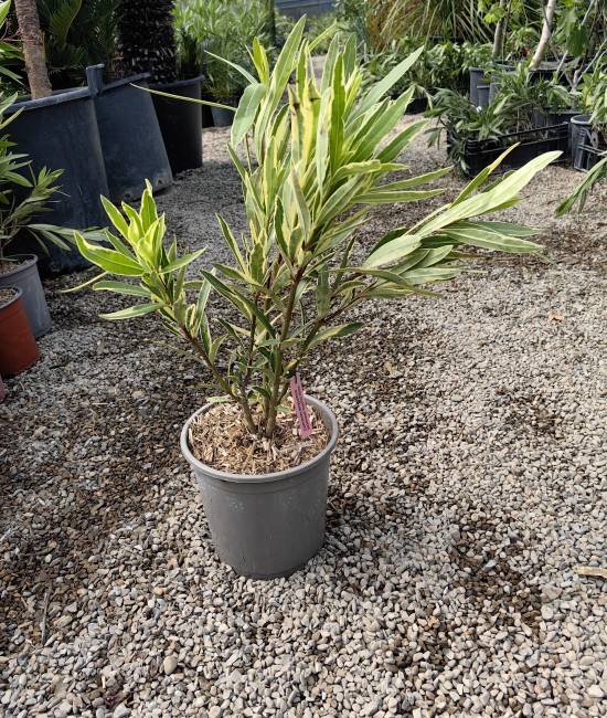 Leandru Roz Dublu Variegat 50-70 cm (ghiveci)